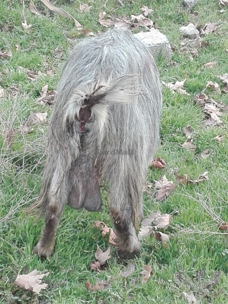 بزنی حمدانی