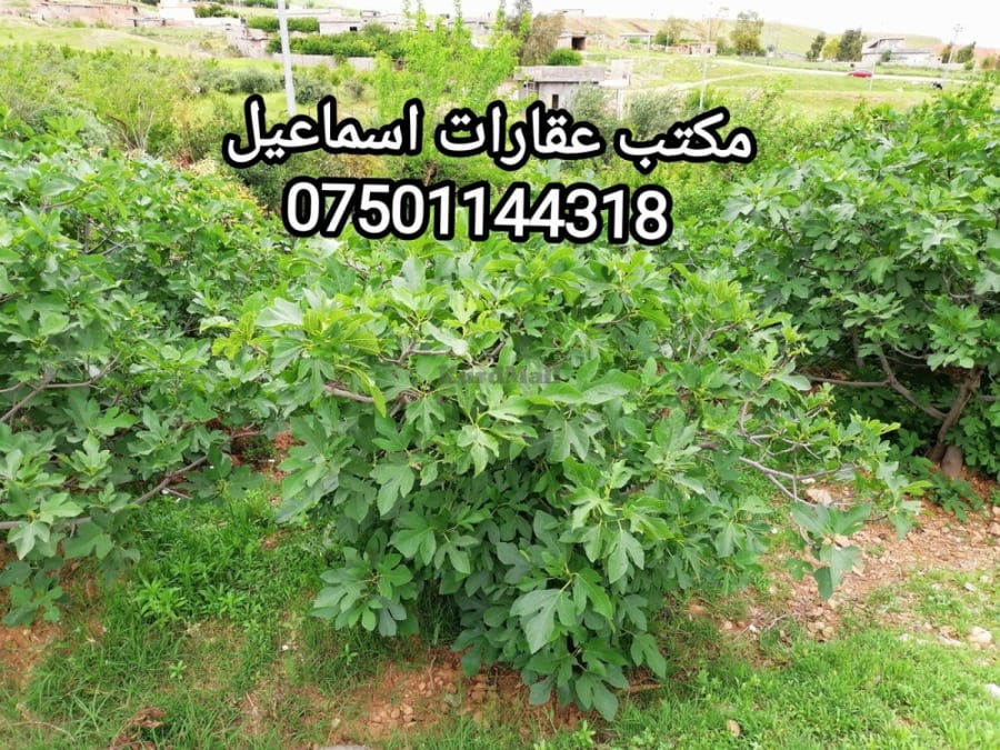 مەزرەعە بۆ فڕۆشتن کۆیە هەواوان  0