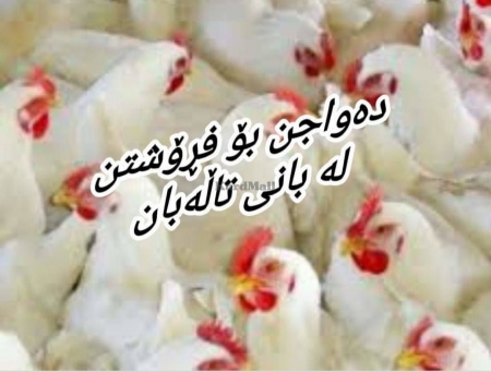 دەواجن بۆ فڕۆشتن لە بانی تاڵەبان