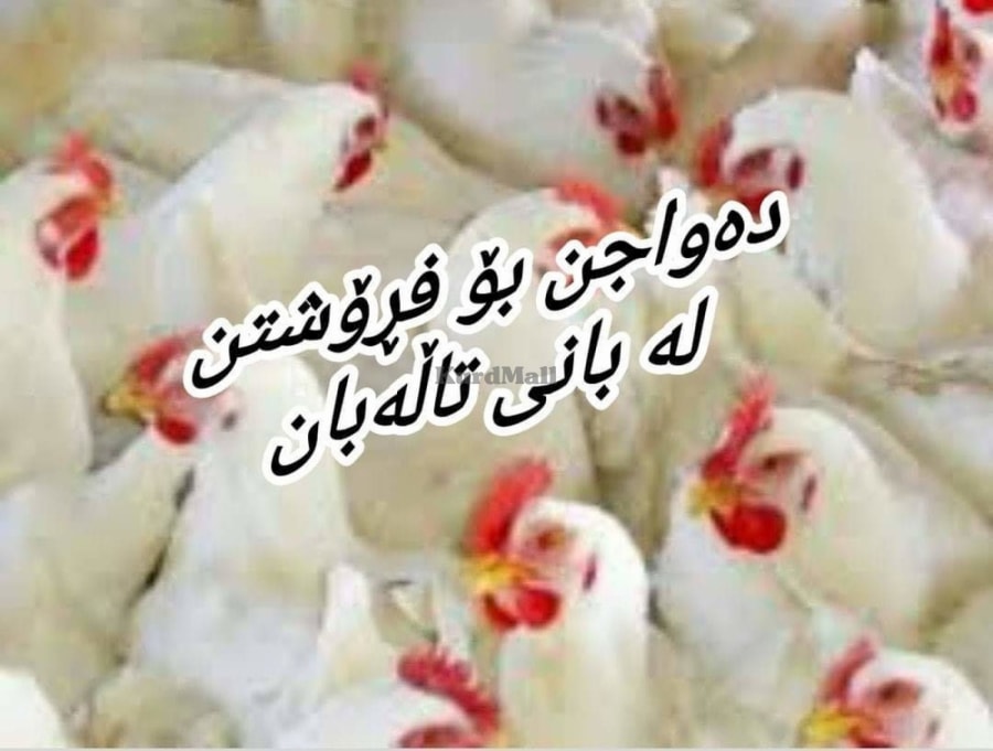 دەواجن بۆ فڕۆشتن لە بانی تاڵەبان  0