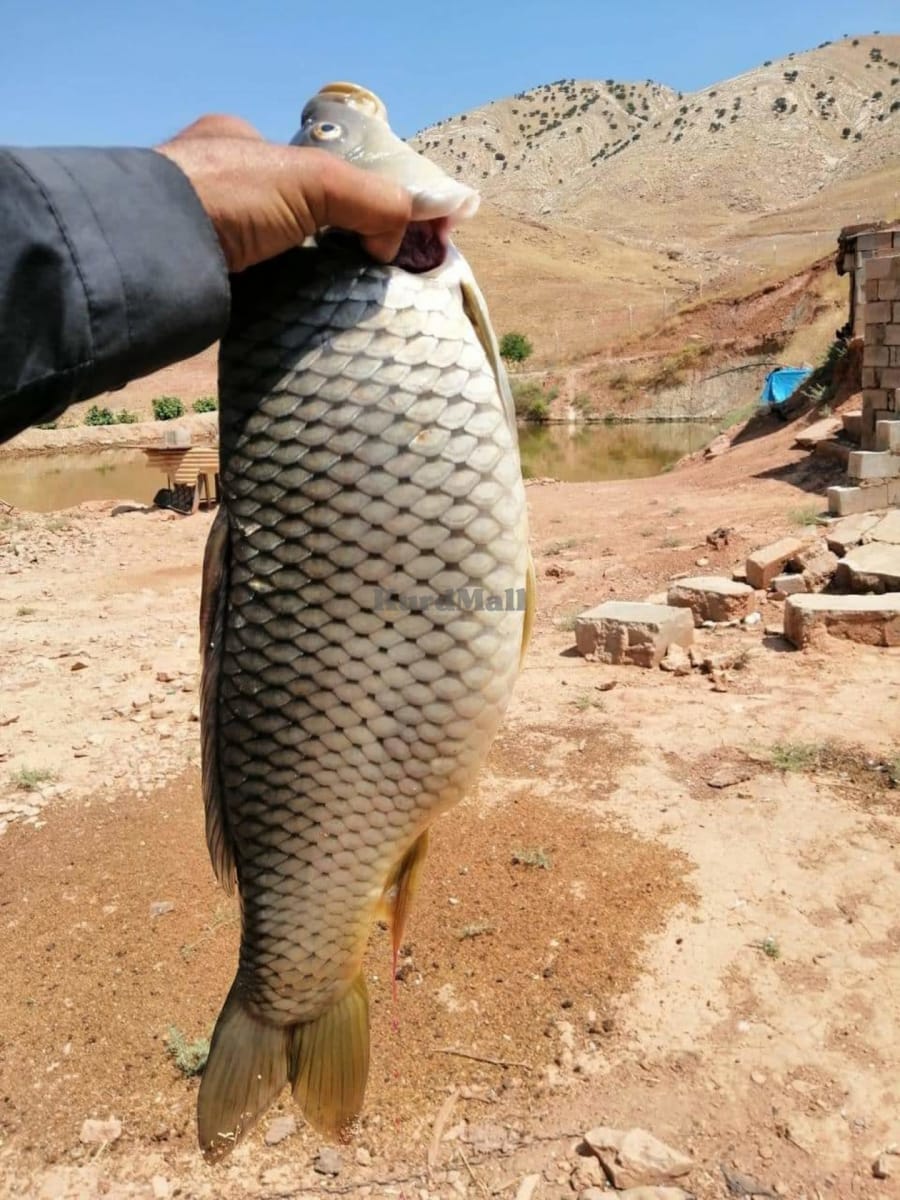 ٤ دۆنم مەزرەعە لە کۆیە بۆ فڕۆشتن  5